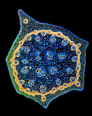 Solomon's seal stem, light micrograph