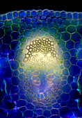 Lily of the valley stem, light micrograph