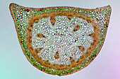 Lily of the valley stem, light micrograph
