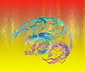Human brain ventricles and veins, 3D MRI scan