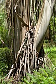 Decorticating bark of Eucalyptus regnans