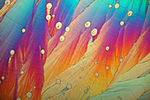 Dopamine crystals, polarised light micrograph