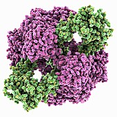 Aspartate transcarbamylase complex, molecular model