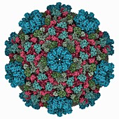 Cytoplasmic polyhedrosis virus capsid, molecular model