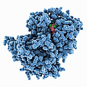 Isoprene synthase, molecular model