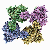 Schmallenberg virus nucleocapsid, molecular model