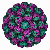 BK polyoma virus capsid, molecular model