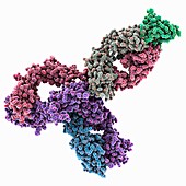 Pembrolizumab antibody complex, molecular model