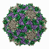 Triatoma virus capsid, molecular model