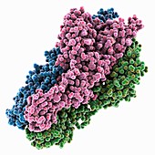 Hantavirus glycoprotein Cc, molecular model