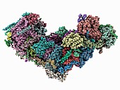 Bovine mitochondrial complex I, molecular model