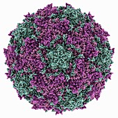 Poliovirus type 3 virus-like particle, molecular model