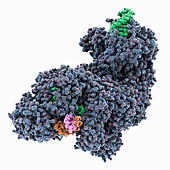 CRISPR RNA-guided surveillance complex, molecular model