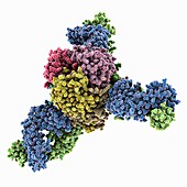 Lassa virus protein with antibody, molecular model