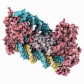 CRISPR Cas1-Cas2-DNA complex, molecular model