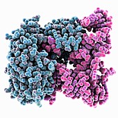 Methyltransferase-tRNA complex, molecular model