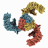 Mechanosensitive Piezo1 channel, molecular model