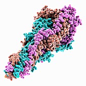 Coronavirus spike glycoprotein, molecular model