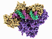 HIV-1 reverse transcriptase complex, molecular model