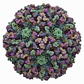 Human papillomavirus 16 capsid, molecular model