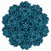 Human bufavirus 1 capsid, molecular model