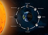 Phases of the Moon as seen from the Earth, illustration