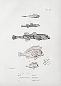 Poacher fish and pigfish, 19th century