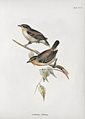 Green warbler-finch, 19th century