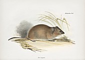 Long-haired grass mouse, 19th century