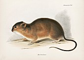 Brazilian marsh rat, 19th century