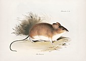Darwin's leaf-eared mouse, 19th century