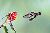 Green-crowned brilliant hummingbird feeding from a flower