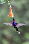 Violet sabrewing hummingbird feeding from a flower