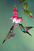 Fiery-throated and magnificant hummingbirds feeding