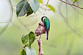 Purple-crowned fairy hummingbird nesting