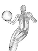 Person playing basketball, skeletal structure, illustration
