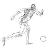 Person playing football, skeletal structure, illustration