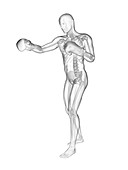 Boxer's skeletal structure, illustration