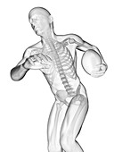 Rugby player's skeletal system, illustration