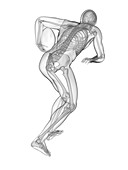 Rugby player's skeletal system, illustration