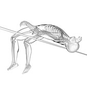 High jumper's skeletal system, illustration