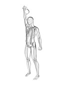 Person lifting kettle bell, skeletal system, illustration