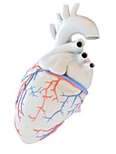 Human heart coronary blood vessels, illustration