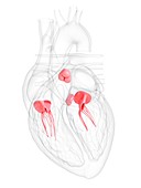 Human heart valves, illustration