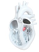 Human heart aortic valve, cross section illustration
