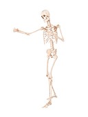 Boxer's skeletal system, illustration