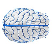 Human brain veins, illustration