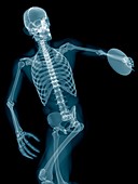 Discus thrower's skeletal system, illustration