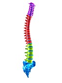 Human spinal sections, illustration