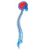 Human brain and spine, illustration
